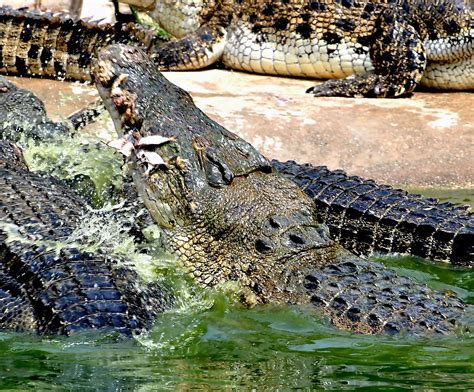 largest crocodile   mbush predator