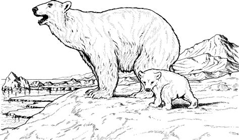 printable polar bear coloring pages  kids