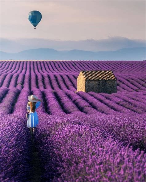 bagus  wallpaper bunga lavender ungu gambar