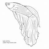 Betta Fish Coloring Pages Color Printable Getcolorings Getdrawings sketch template