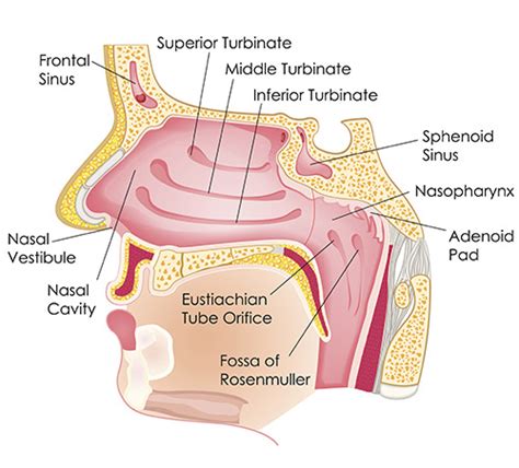 Diagram Of The Human Nose The Anatomy Of The Nose
