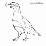 Quail Coloring Gambel Color Gambels Pages Bird Drawings 500px 59kb Line sketch template