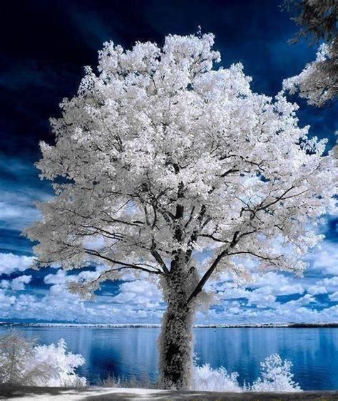 frosted tree beautiful tree infrared photography