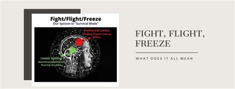 fight flight freeze      beinflow