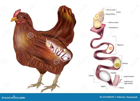 The Hen S Reproductive System Showing The Ovary And The Various
