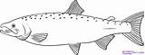 Salmon Drawing Drawings Line Fish Draw Sketch Step Chinook Coloring Outline Pages Fishing Printable Run School Google Kfa Contest Activity sketch template