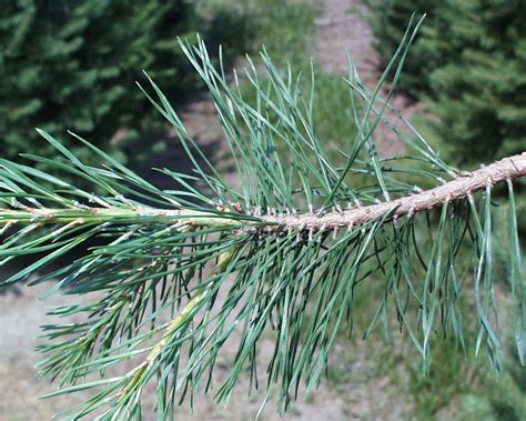 pine fir  spruce tree news