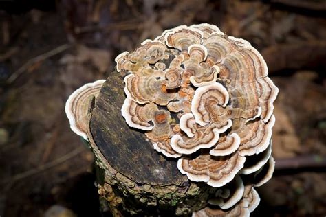 how to grow turkey tail mushrooms [easy way] star mushroom farms