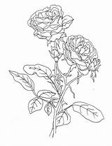 Coloring Rose Pages Roses Realistic Printable Pretty Flower Cute Colouring Color Compass Coloring4free Flowers Library Print Clipart Getcolorings Popular Colorin sketch template