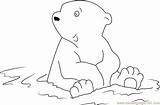 Bear Polar Coloring Little Water Sitting Pages Coloringpages101 sketch template