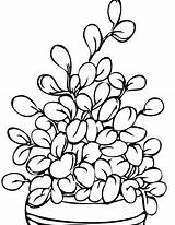 Coloring Plant Plants Pages Herbs Flowers Drawing Printable Potted Trees Kids Jade Handipoints Parts Para Plantas Colorir House Color Flower sketch template