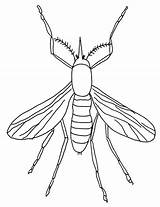 Coloring Insect Mosquito sketch template