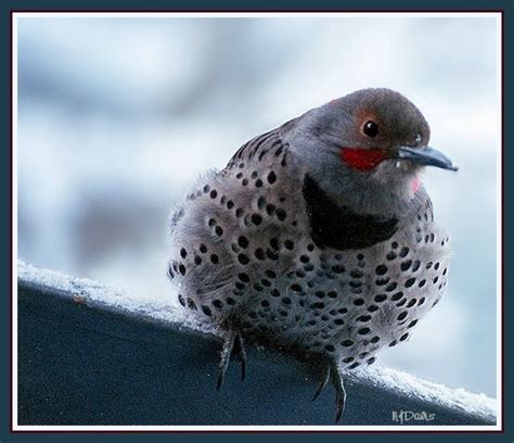 photos of utah birds northern flicker red shafted male