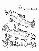Trout Coloring Apache Pages Brook Mating Getdrawings Getcolorings Color sketch template