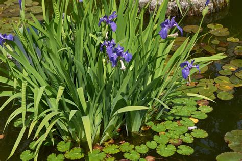 guide  pond plants install  direct
