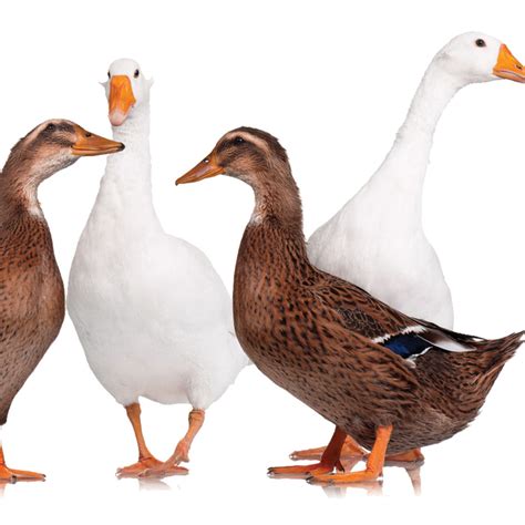 duck  goose standard fiber