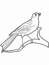 Coloring Canary Pages Birds Recommended Printable sketch template