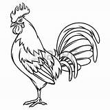 Rooster Vector Drawing Gallos Chicken Draw Finos Cock Coloring Outline Drawings Fight Sketch Illustration Clipart Angry Hand Painting Cartoon Roosters sketch template
