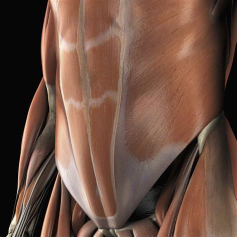 abdominal muscles location and function