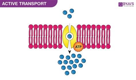 ch  transport processes image graphic displaying active transport