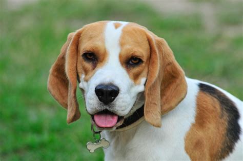 beagle mix breeds dogs   adopt today