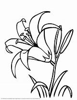 Flower Lily Coloring Pages Drawing Printable Lilies Line Flowers Colouring Drawings Print Choose Board Book sketch template