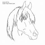 Arabian Stallion Coloring Horse Pages Color Head Line Index sketch template