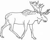 Moose Coloring Pages Drawing Elk Walking Alone Head Color Outline Kidsplaycolor Kids Line Christmas Printable Eland Kleurplaat Hunting Getdrawings Sheet sketch template