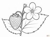 Strawberry Coloring Pages Flower Printable Visit sketch template