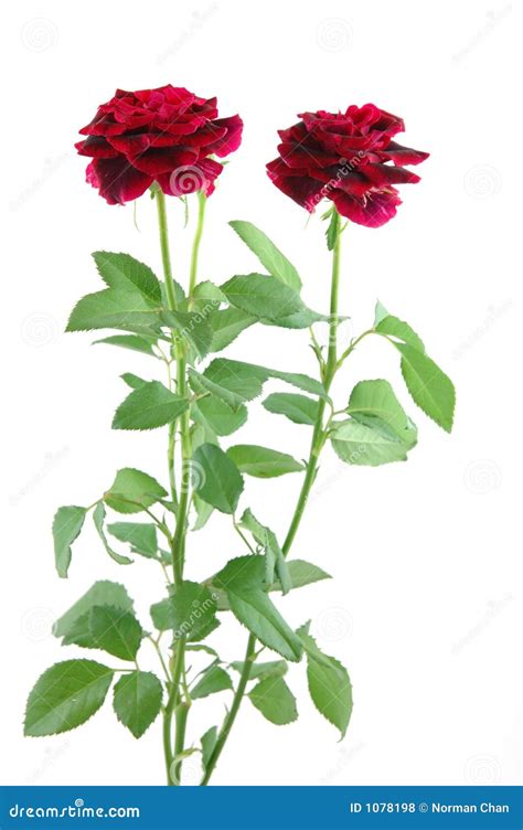 mini red roses stock photo image  passion florist