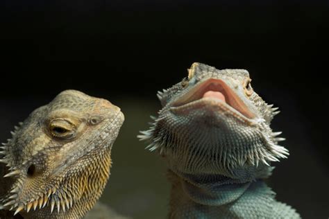 Can Bearded Dragons Lay Eggs Without Mating