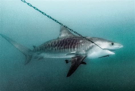 calls  endangered listing  tiger sharks   study reports