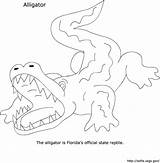 Alligator Coloring State Florida Printable Sheets Animal Drawing Reptiles These Useful Hope Found Getdrawings sketch template
