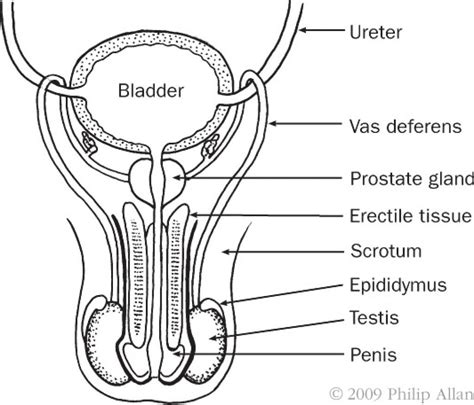 male reproductive system front view diagram human anatomy