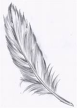 Feather Drawing Draw Tattoo Realistic Drawings Bird Feathers Sketch Tattoos Birds Meaning Google Plume Plumas Paintingvalley Quill Wings Doodles Tuts sketch template