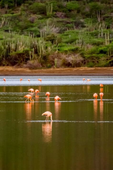 flamingos  curacao  caribbeans   secret