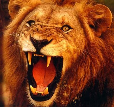 defeat that roaring lion here s the joy