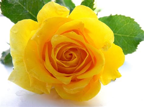 yellow rose   photo  freeimages