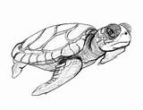 Turtle Coloring Pages Sea Drawing Realistic Kids Turtles Printable Baby Sketch Cute Sketches Loggerhead Bestcoloringpagesforkids Drawings Line Stained Glass Under sketch template