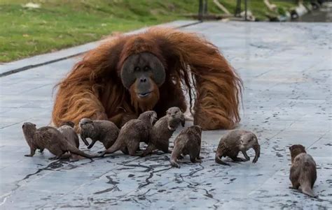 family  orangutans befriends group  otters  swim   zoo enclosure
