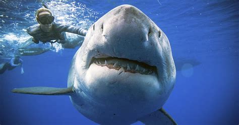 researchers encounter huge great white shark