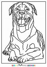Rottweiler sketch template