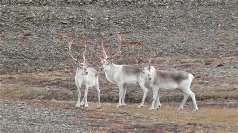 peary caribou herds rebound  future remains uncertain rci english
