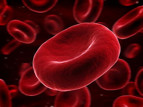 picture  red blood cells