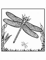 Dragonfly Coloring Libelle Dragonflies Bestcoloringpagesforkids Libellule Fairy Ausmalbild Insect Kostenlos Coloriages sketch template