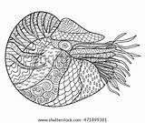 Coloring Adult Antistress Nautilus Details High Shutterstock Zendoodle Stock Illustration Preview Sketch sketch template