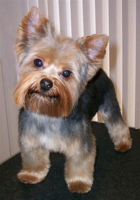 traditional yorkshire terrier yorkie hairstyle yelp