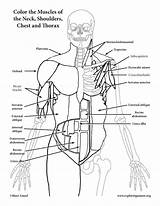 Coloring Muscles Thorax Chest Neck Anatomy Anterior sketch template