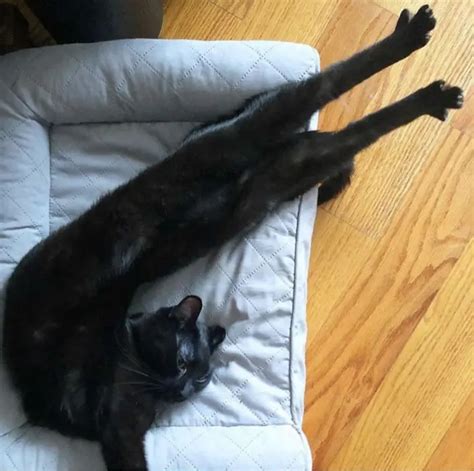 people are sharing funny photos of their long cats that seem to stretch