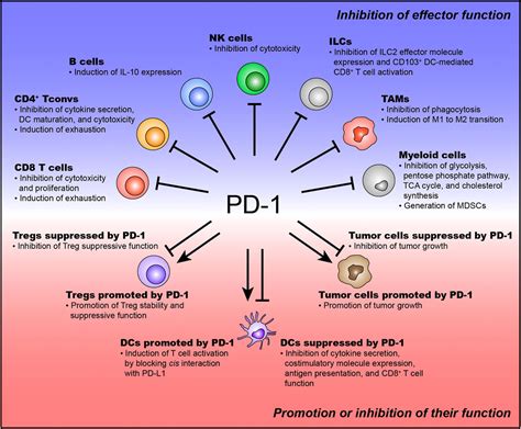 Frontiers Differential Role Of Pd 1 Expressed By Various Immune And